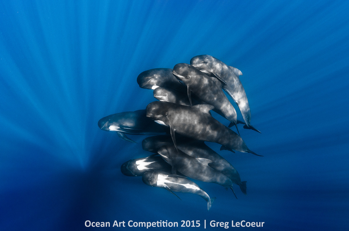 Greg LeCoeur, <em>Pilot Whales</em>. Photo: courtesy the Ocean Art Underwater Competition 2015.