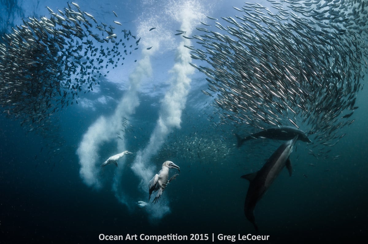 Greg Lecoeur, <em>Sardine Run</em>. Photo: courtesy the Ocean Art Underwater Competition 2015.