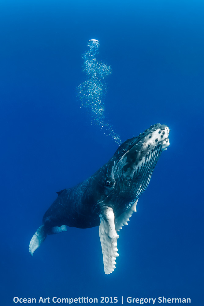 Gregory Sherman, <em>Humpback Calf</em>. Photo: courtesy the Ocean Art Underwater Competition 2015.