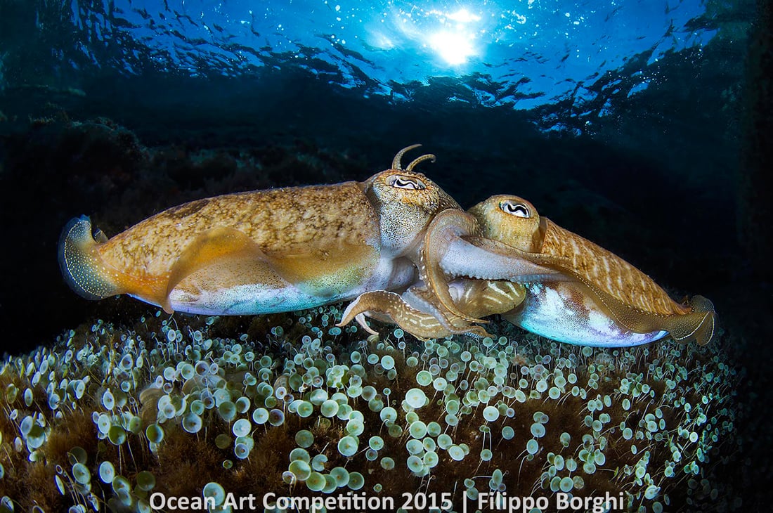 Filippo Borghi, <em>Cuttlefish in Love</em>. Photo: courtesy the Ocean Art Underwater Competition 2015.