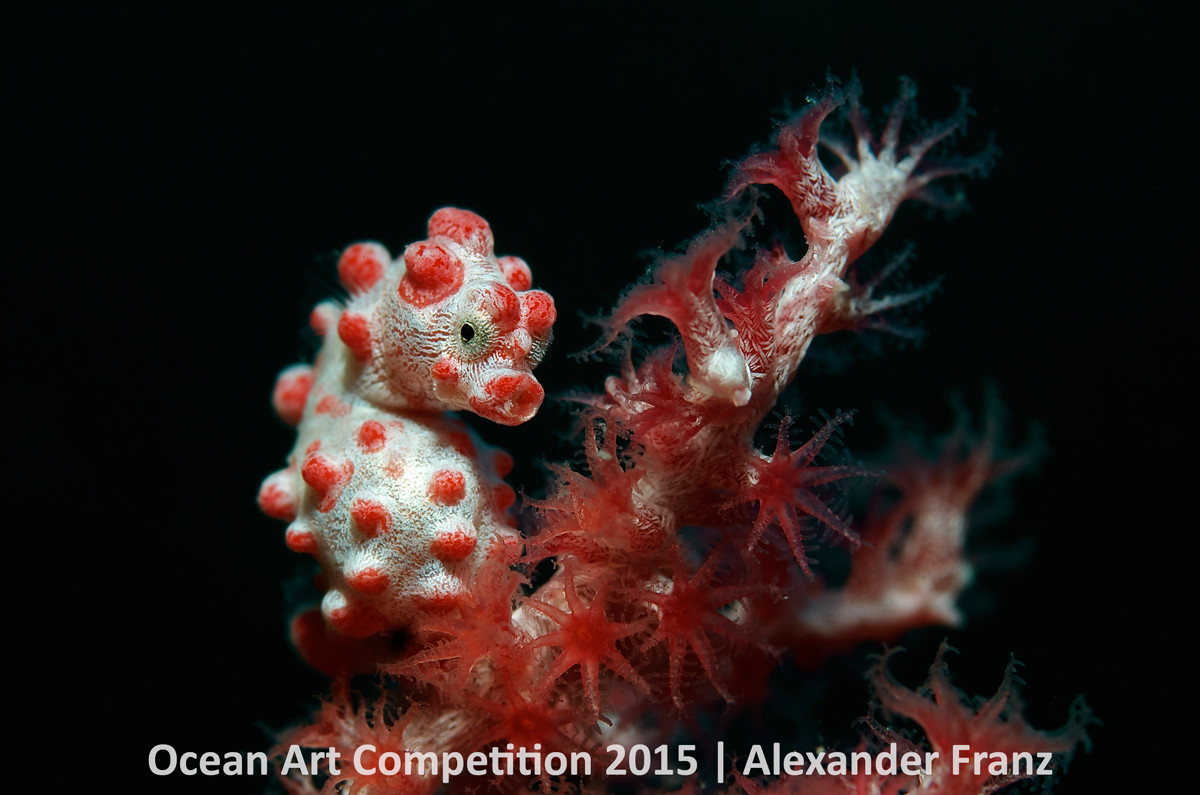 Alexander Franz, <em>Hiding Beauty</em>. Photo: courtesy the Ocean Art Underwater Competition 2015.