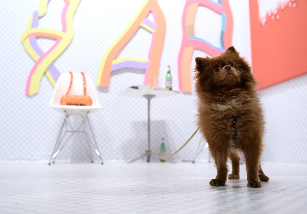 SANTA MONICA, CA - JANUARY 28: A dog poses during the Art Los Angeles Contemporary 2016 Opening Night at Barker Hangar on January 28, 2016 in Santa Monica, California. Photo by Angela Weiss/Getty Images for Art Los Angeles Contemporary.