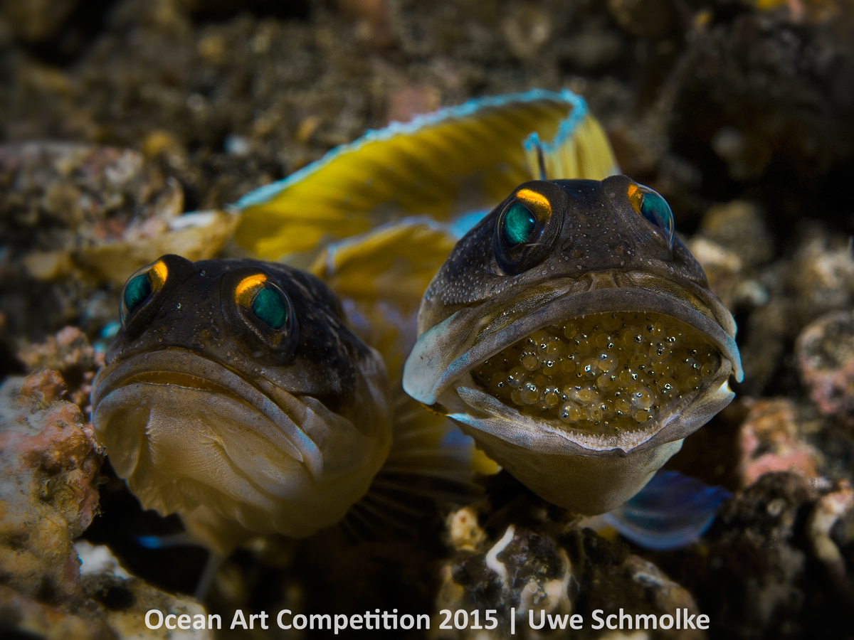 Uwe Schmolke, <em>Jawfish Couple with Next Generation</em>. Photo: courtesy the Ocean Art Underwater Competition 2015.