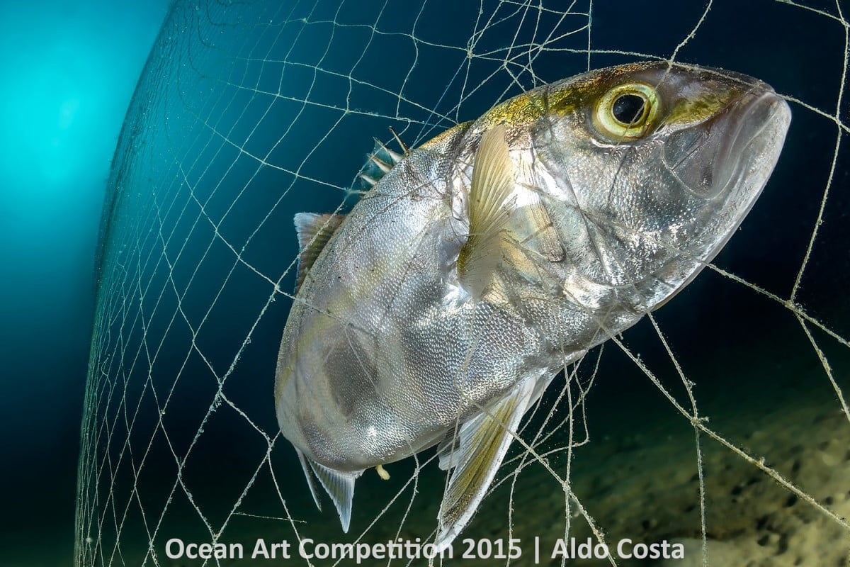 Aldo Costa, <em>Trapped</em>. Photo: courtesy the Ocean Art Underwater Competition 2015.