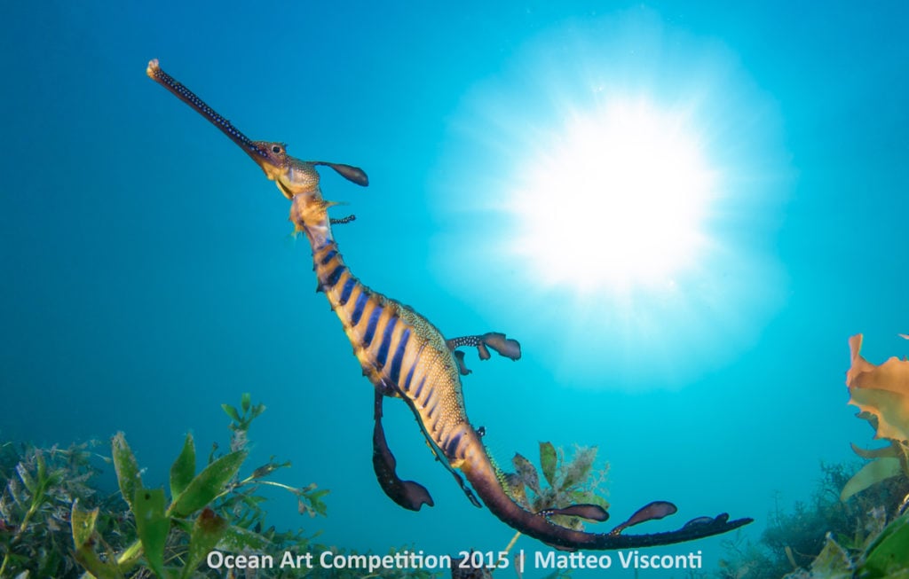 Matthew Tworkowski, Sunball Seadragon. Photo: courtesy the Ocean Art Underwater Competition 2015.