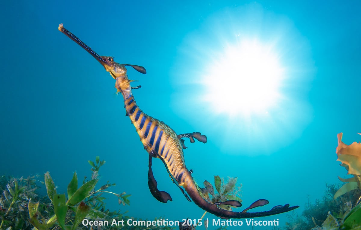 Matthew Tworkowski, <em>Sunball Seadragon</em>. Photo: courtesy the Ocean Art Underwater Competition 2015.