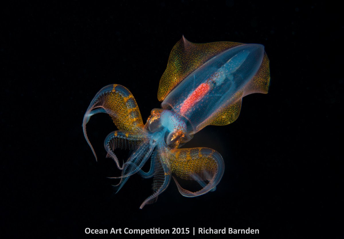 Richard Barnden, <em>Aliens From The Deep</em>. Photo: courtesy the Ocean Art Underwater Competition 2015.