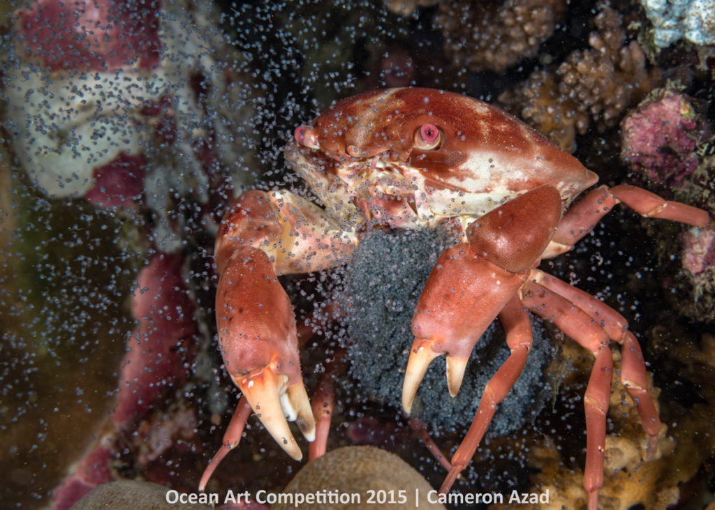 Ocean Art Underwater Photo Contest Winners - artnet News
