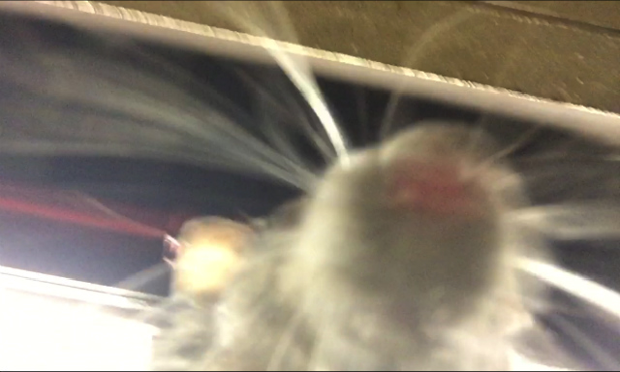 Zardulu, Selfie Rat.