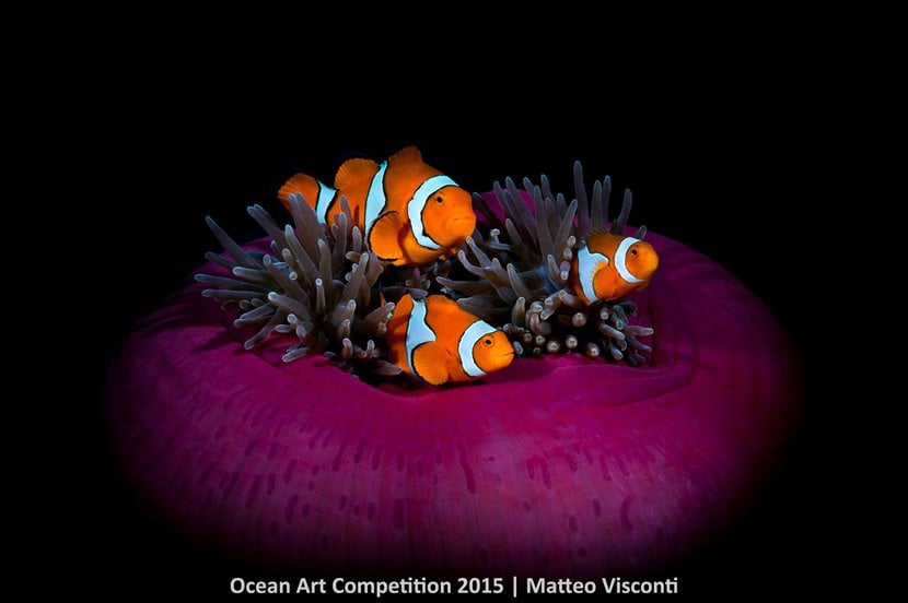 Matteo Visconti, <em>Nemo Is in Da House</em>. Photo: courtesy the Ocean Art Underwater Competition 2015.