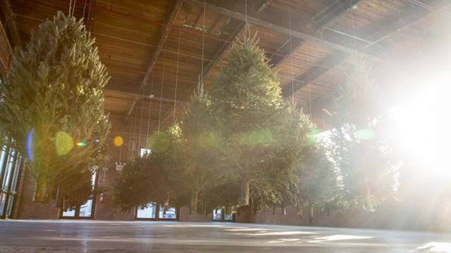 Michael Neff, "Suspended Forest" at the Knockdown Center. Photo: Michael Neff, via Flickr.