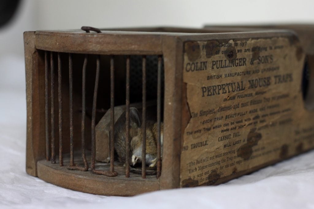 Could this be the world's unluckiest mouse? Photo: ©Museum of English Rural Life