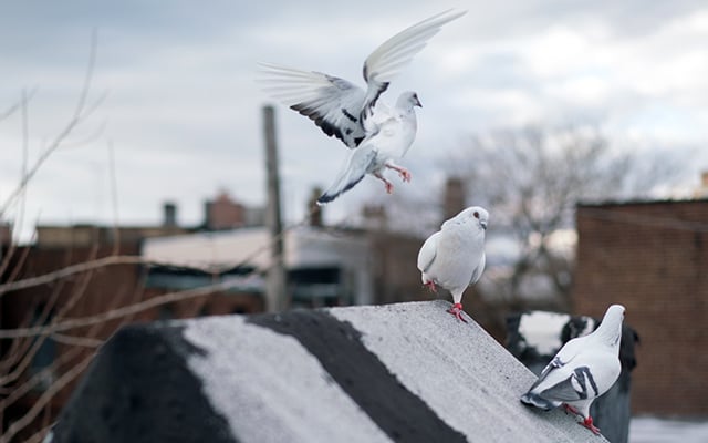 Pigeons from Duke Riley's <em>Fly By Night</em>. Courtesy of Creative Time.