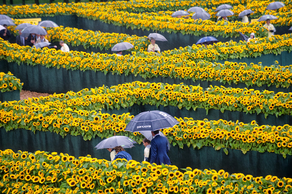 A maze of sunflowers for the Van Gogh Museum Amsterdam. <br>Photo: courtesy the Van Gogh Museum. 