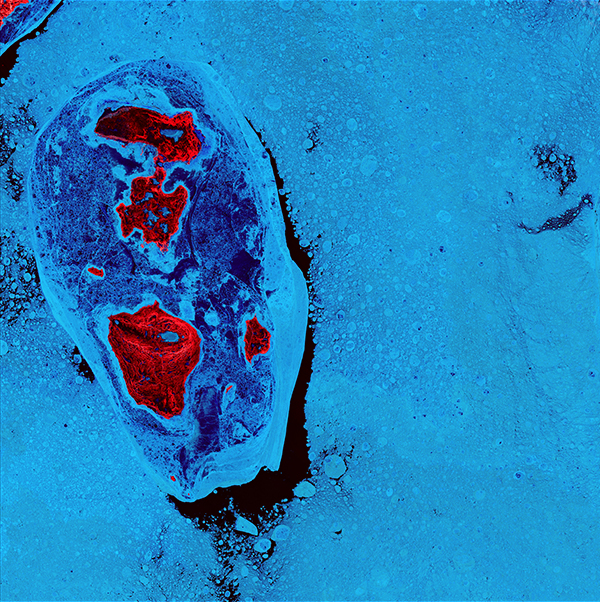 <em></em>, "Earth as Art," June 24, 2014. <br>The ice surrounding the northern Canadian Spicer Islands, shown in bright red, resembles a cell, complete with ribosomes, mitochondria, and a nucleus. Even though the image was captured shortly after the first day of summer in the Northern Hemisphere, the islands are locked in ice. <br>Photo: USGS.