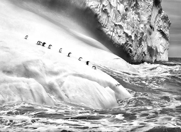 Sebastião Salgado, Chinstrap Penguins on an iceberg located between Zavodovski and Visokoi islands. South Sandwich Islands (2009). Photo: ©Amazonas Images/Courtesy Peter Fetterman Gallery, Santa Monica.