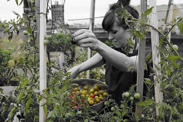 Harvesting tomatoes from the studio rooftop garden. Photo: María del Pilar García Ayensa © Studio Olafur Eliasson.