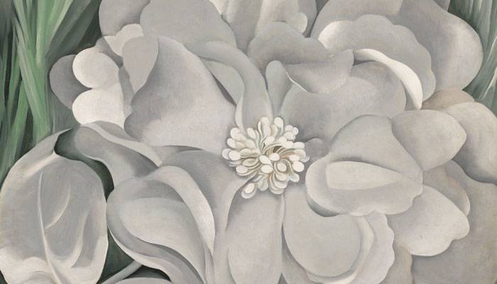 Georgia O'Keeffe, <em>The White Calico Flower</em> (1931). Courtesy of the Whitney Museum of American Art, New York, © Artists Rights Society (ARS), New York. 