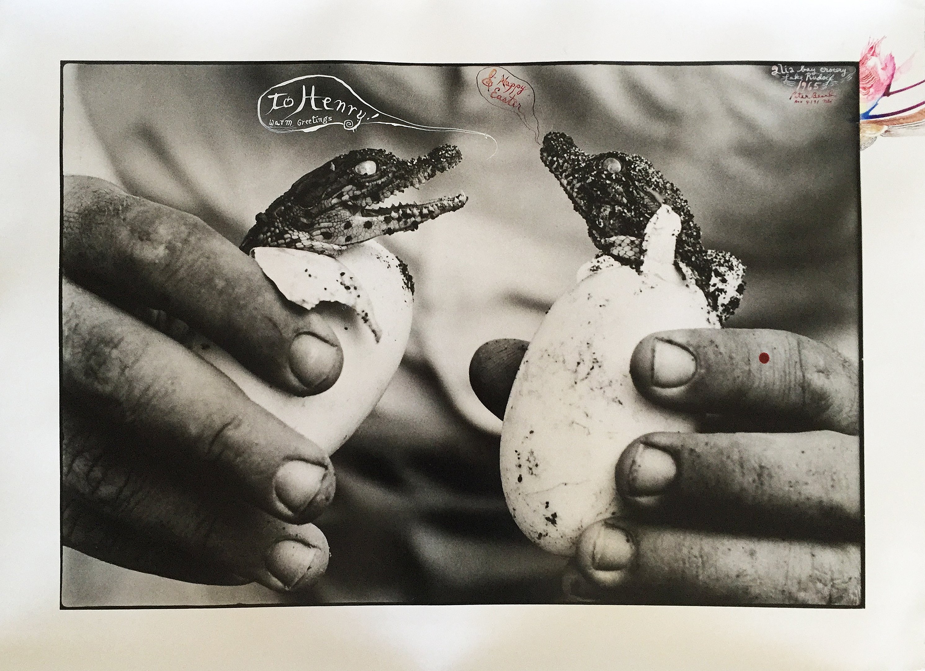 Peter Beard, To Henry & Happy Easter (mingled destinies of crocodyles and man, Moite Bay, Lake Rudolf) (1965).