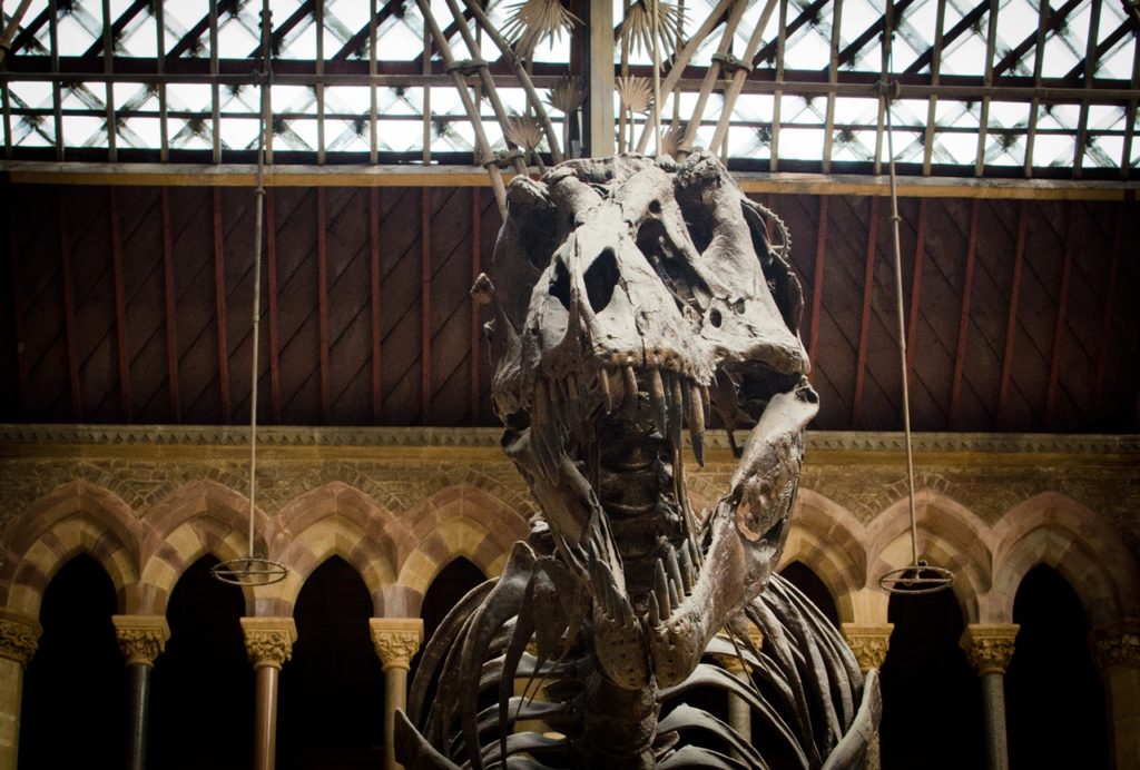 A Tyrannosaurus Rex skeleton at Oxford University's Museum of Natural History. Courtesy the museum.