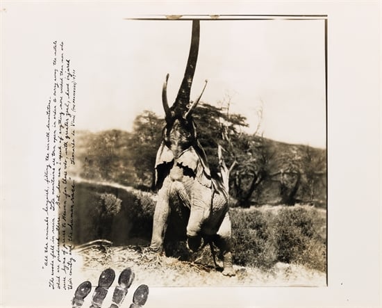 Peter Beard, Elephant reaching for the last branch on a tree, Kenya (1960–1965). 