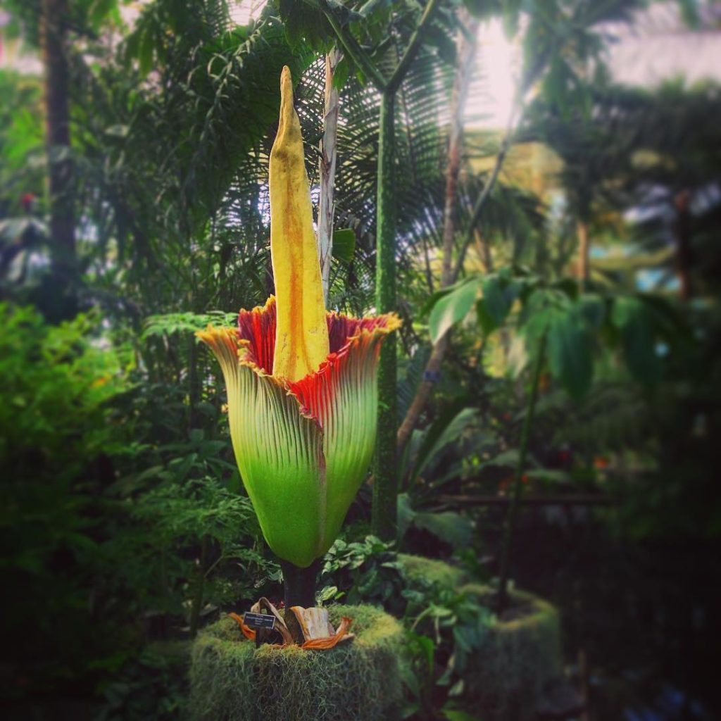 The corpse flower in bloom at the New York Botanical Garden. Courtesy of Sarah Cascone.