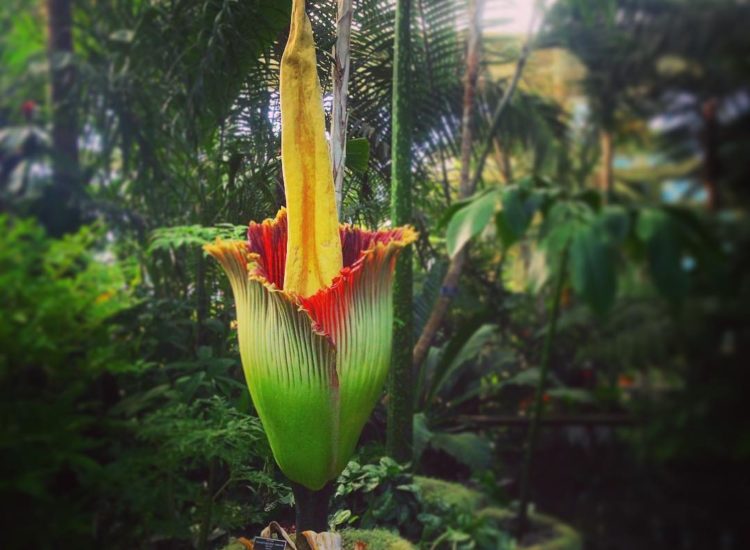 Thousands Flock To New York Botanical Garden To Catch A Whiff Of The ...