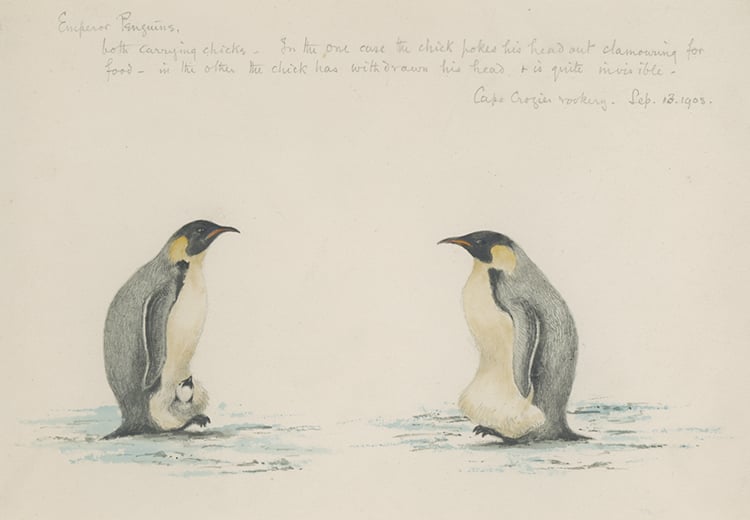 Edward Adrian Wilson Emperor Penguins, Cape Crozier Rookery. Courtesy of the Scott Polar Research Institute, University of Cambridge.