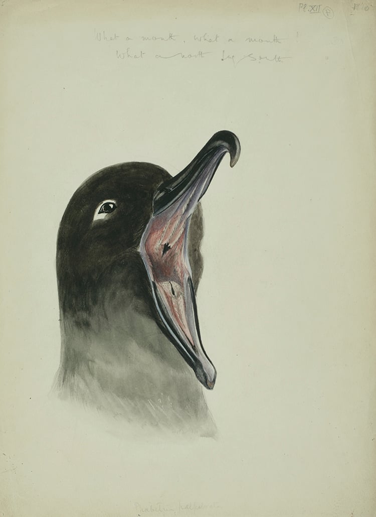 Edward Adrian Wilson, Light-mantled sooty albatross. Courtesy of the Scott Polar Research Institute, University of Cambridge.