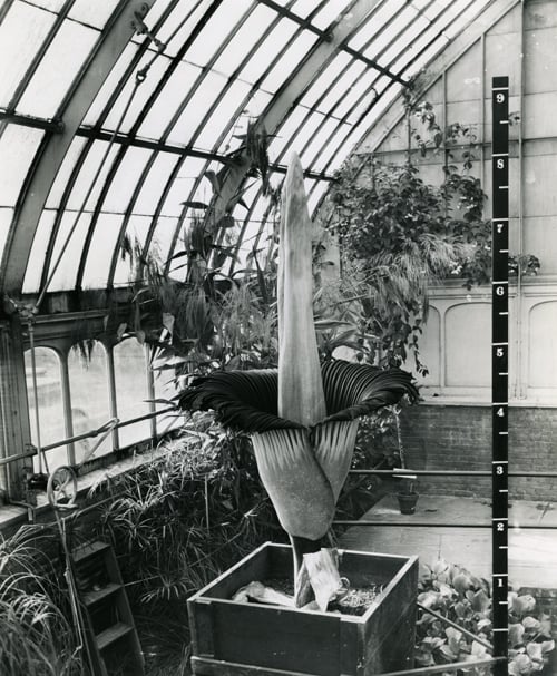 The corpse flower blooming in 1937 at New York Botanical Garden. Courtesy of the LuEsther T. Mertz Library and the New York Botanical Garden.