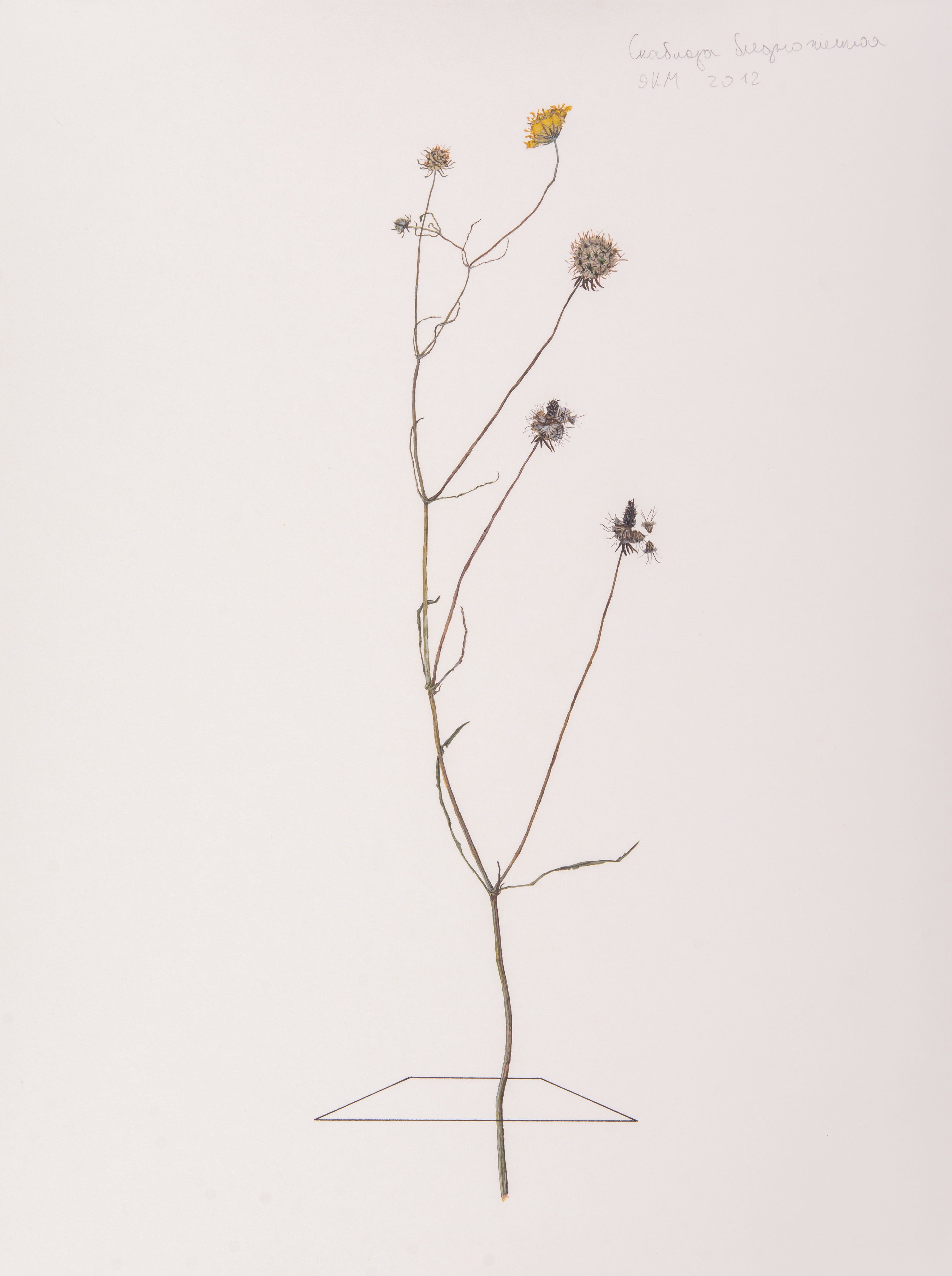 Ilya Dolgov Herbarium, 2012–present Acrylic on paper 30 ɯ 40 cm Courtesy of the artist