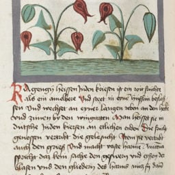 Konrad von Megenberg, manuscript text and watercolor on paper in Buch der natur (circa 1350). Courtesy of the Oak Spring Garden Library.