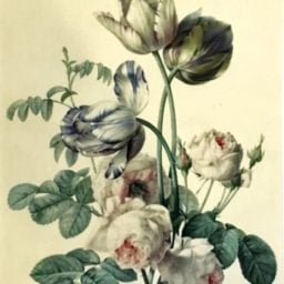 Pierre-Joseph Redoute, Tulips and Roses. Courtesy of the Oak Spring Garden Library.