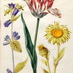 Nicolas Robert, Tulip Campanula and Sunflower. Courtesy of the Oak Spring Garden Library.