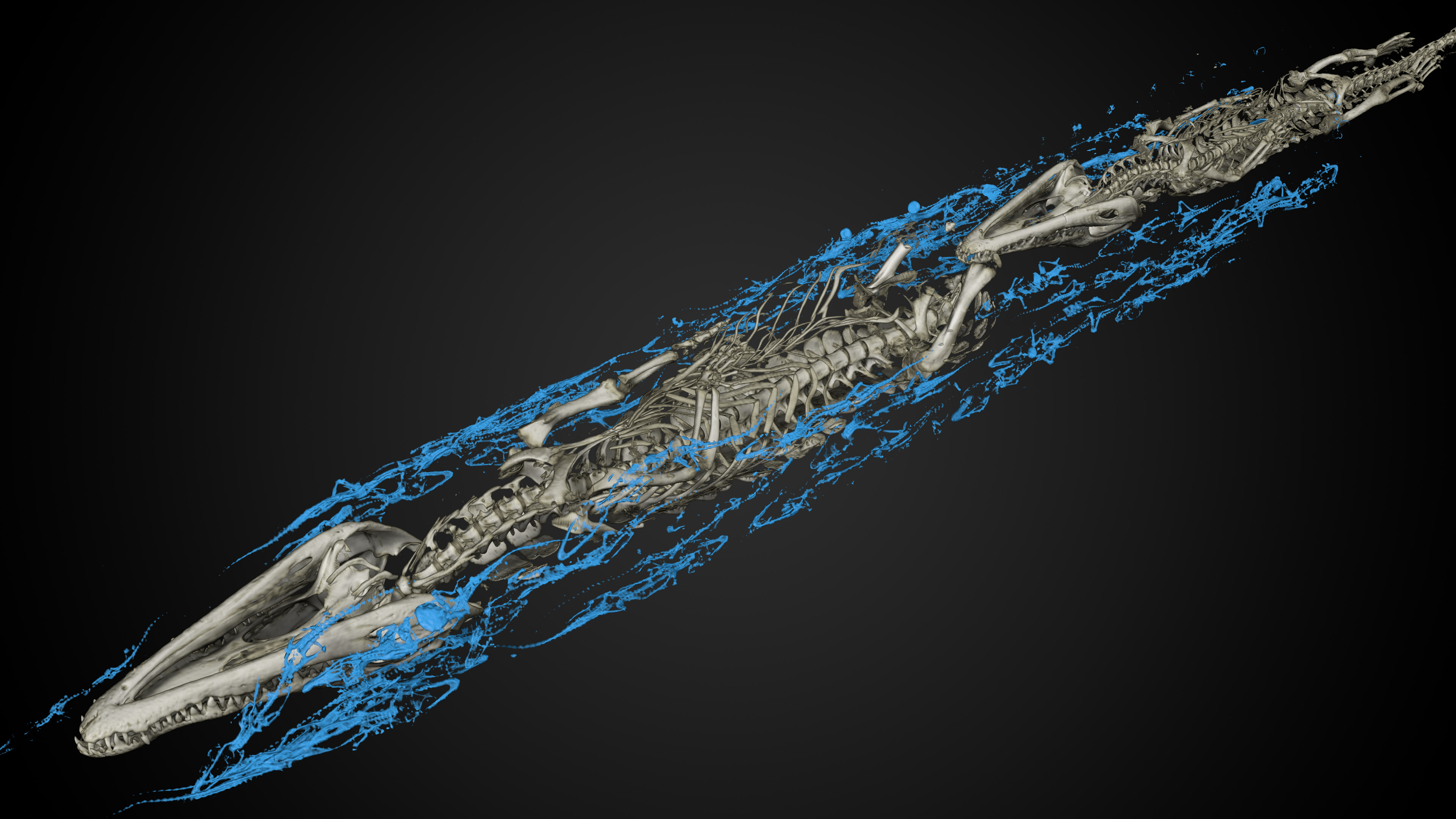A visualization of the inside of the crocodile mummy. The two adolescent crocodiles are gray, while the babies are rendered in blue. Image courtesy Interspectral.
