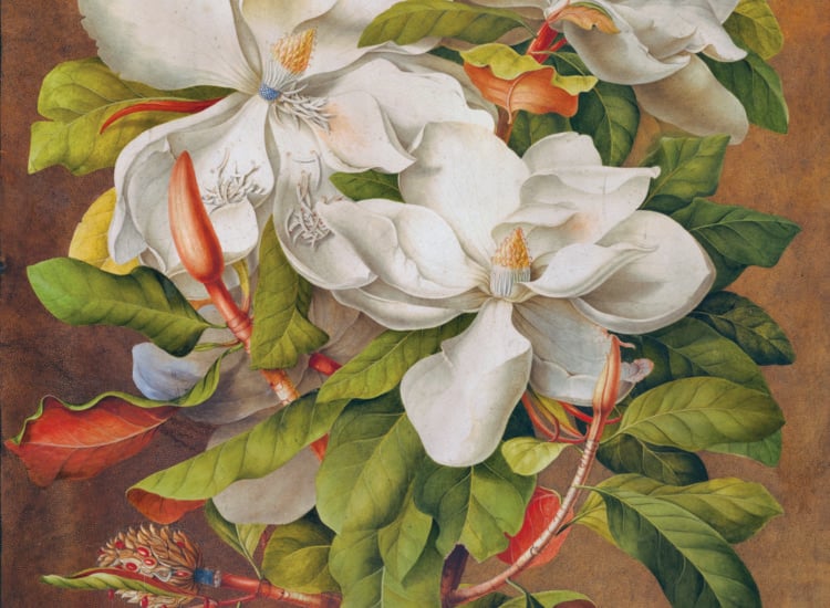 Georg Dionysius Ehret, Southern magnolia (circa 1737). Courtesy of the Oak Spring Garden Library.