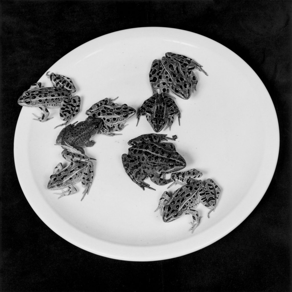 Robert Mapplethorpe Frogs 1984 © Robert Mapplethorpe Foundation. Used by permission Courtesy Alison Jacques Gallery, London
