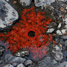 Andy Goldsworthy, Japanese maple leaves stitched together to make a floating chain, Ouchiyama-Mura, Japan, (1987). Photo courtesy of Galerie Lelong, New York, Haines Gallery, San Francisco, and Mona.