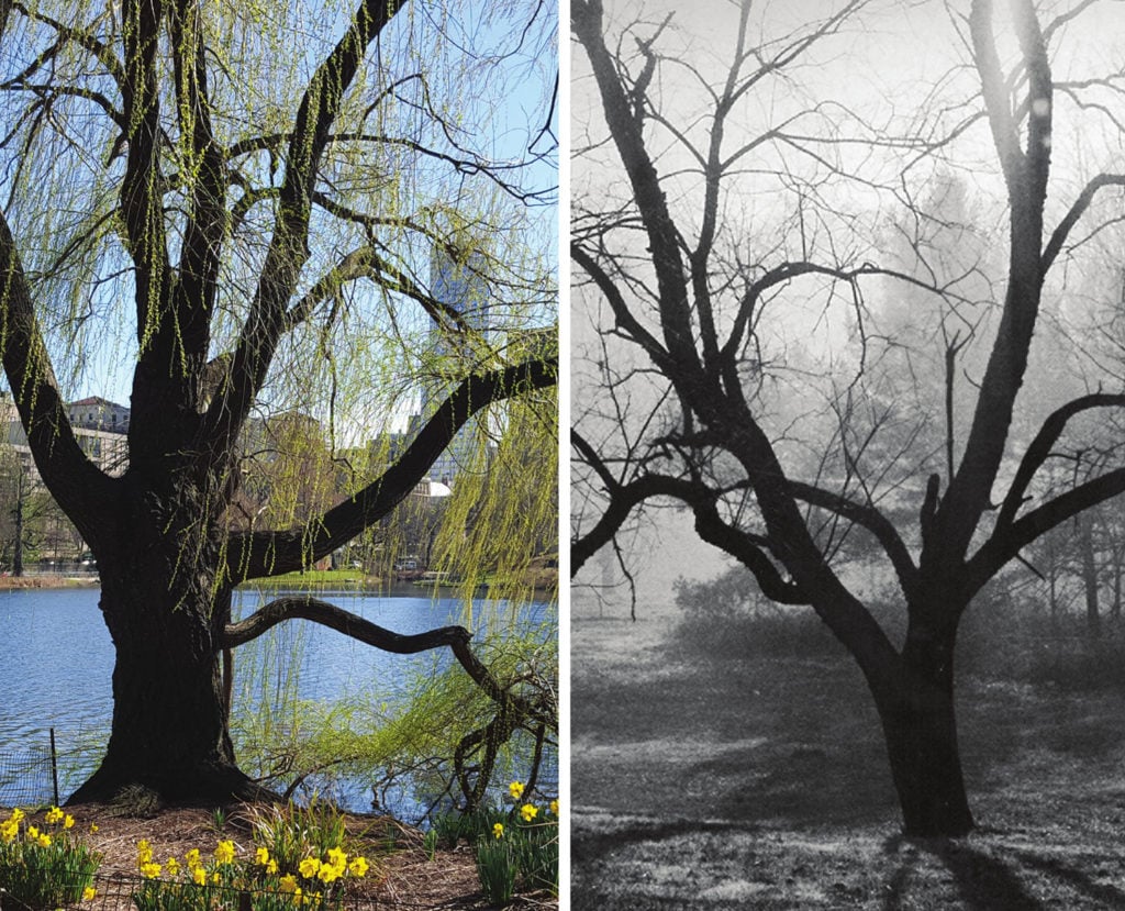 Mitchell Silver, <em>Harlem Meer, Central Park, Manhattan</em> (2016) and Irwin Silver, November Morn (circa 1950). Courtesy of the New York City Department of Parks & Recreation.