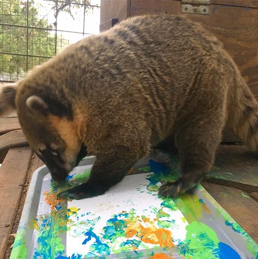 Maddie, a coatimundi, paints at the Austin Zoo. Courtesy of the Austin Zoo.