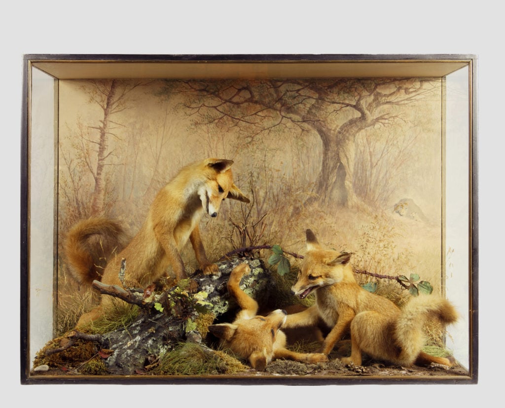 Peter Spicer, Taxidermy foxes diorama, (1876). Photo by Curtis Rowlands Photography, courtesy Errol Fuller.