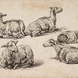 Aelbert Jacobsz Cuyp, Five Studies of Recumbent Sheep (circa 1646). Courtesy of the Ackland Art Museum, the University of North Carolina at Chapel Hill, the Peck Collection.