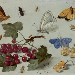 Jan van Kessel the Elder, Study of plants, insects, arachnids, mollusks, and reptiles (1653–58). Courtesy of the Oak Spring Garden Library.