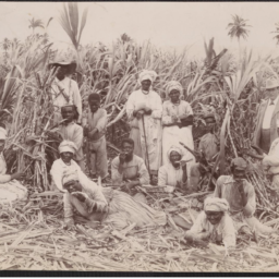 African American men and women in a sugar cane field, with a well dressed white man on the right (circa late-19th century). Courtesy of the Loewentheil Collection of African-American Photographs, Cornell University Library.
