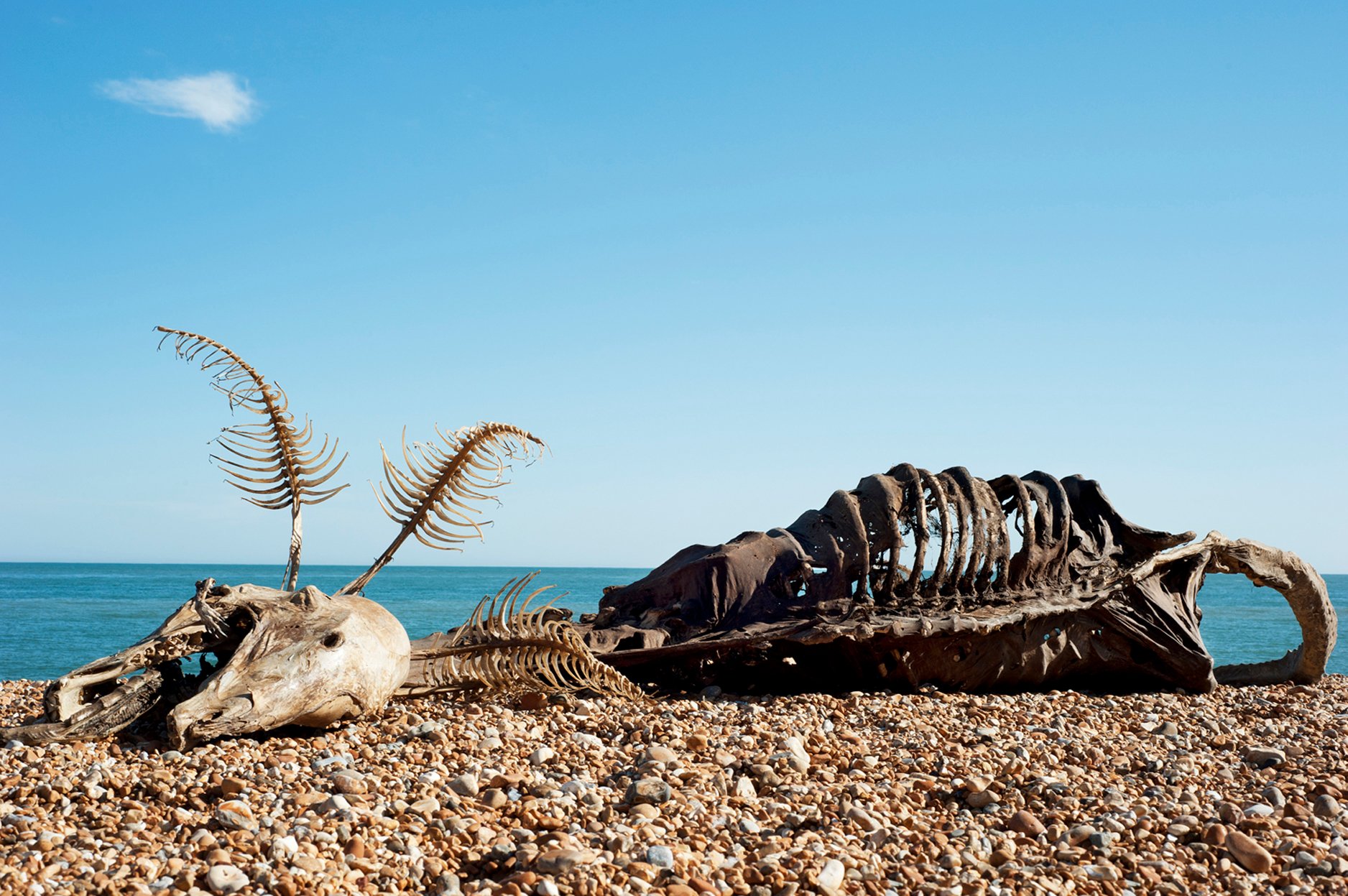 Charles Avery, The Sea Monster, Folkestone Triennial 2011. Photo courtesy Thierry Bal.