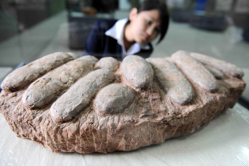 Dinosaur eggs on display at a natural science museum in Beijing. Courtesy of STR/AFP/Getty Images.