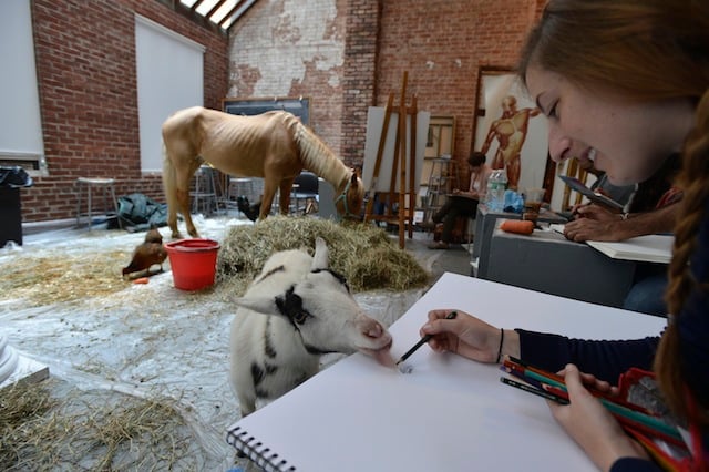 Life Drawing class with a horse, a goat, and two chickens. Courtesy of New York Academy of Art, © Philip Greenberg. 