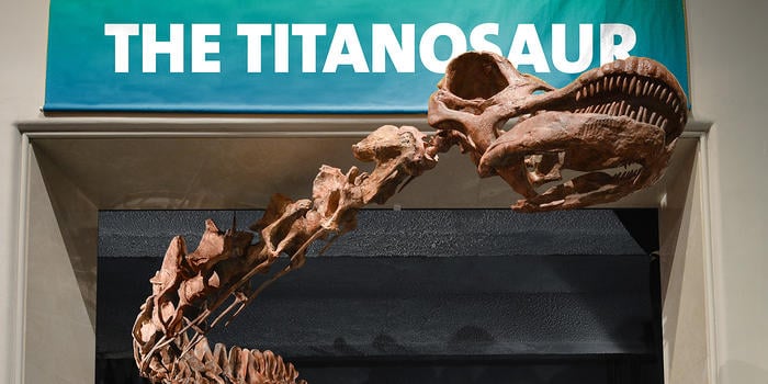 The Titanosaur at the American Museum of Natural History. Courtesy of the American Museum of Natural History. 