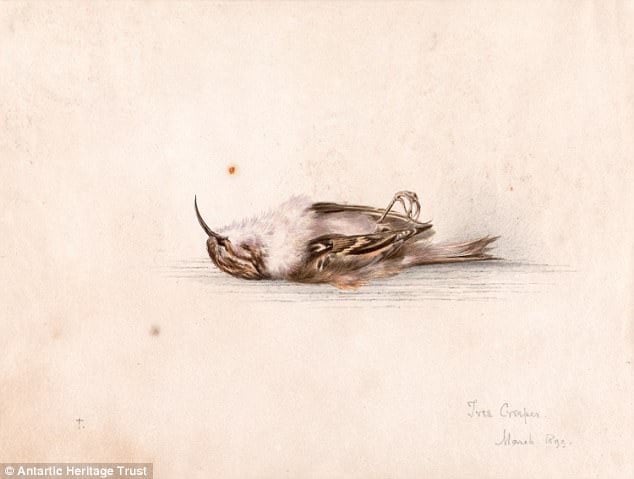 Dr. Edmund Wilson's 118-year old painting of a bird was discovered in an historic hut in Cape Adare, Antarctica. Courtesy New Zealand Antarctic Heritage Trust.