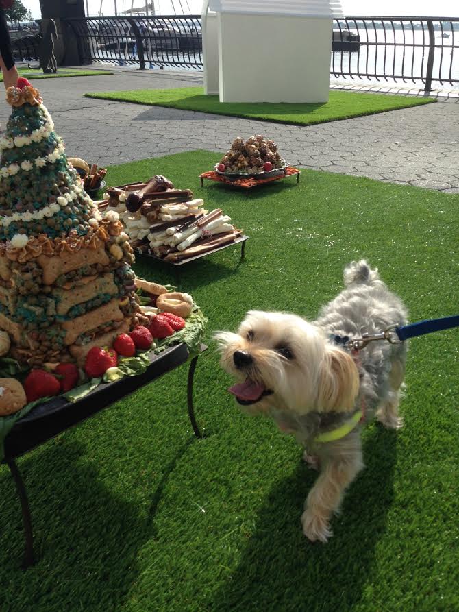 Rocky, who curatored "dOGUMENTA" with his owner, Jessica Dawson, with Dana Sherwood's <em>Confections of Canines and Kings</em>. Courtesy of Sarah Cascone.